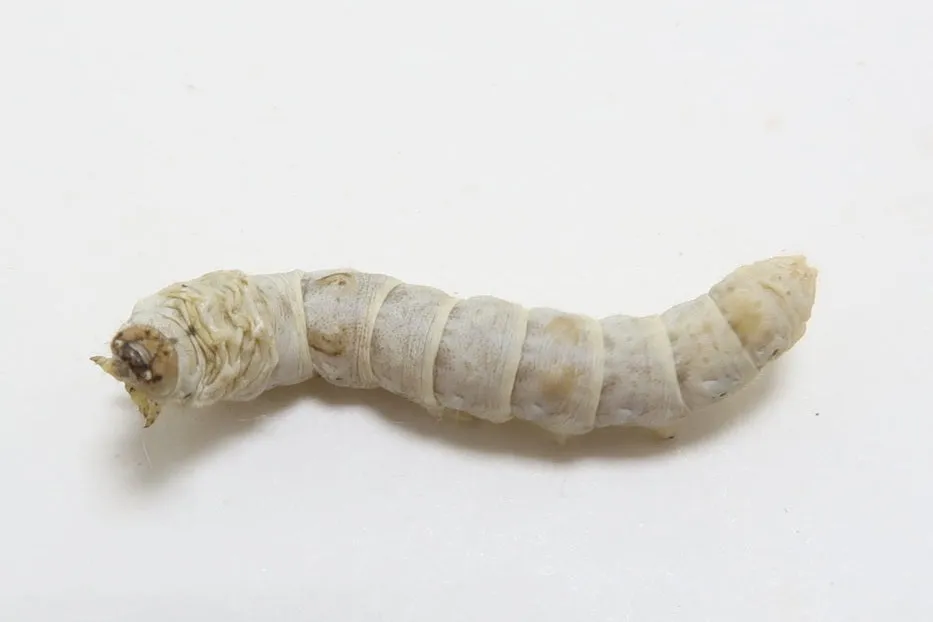 Bulk Silkworms