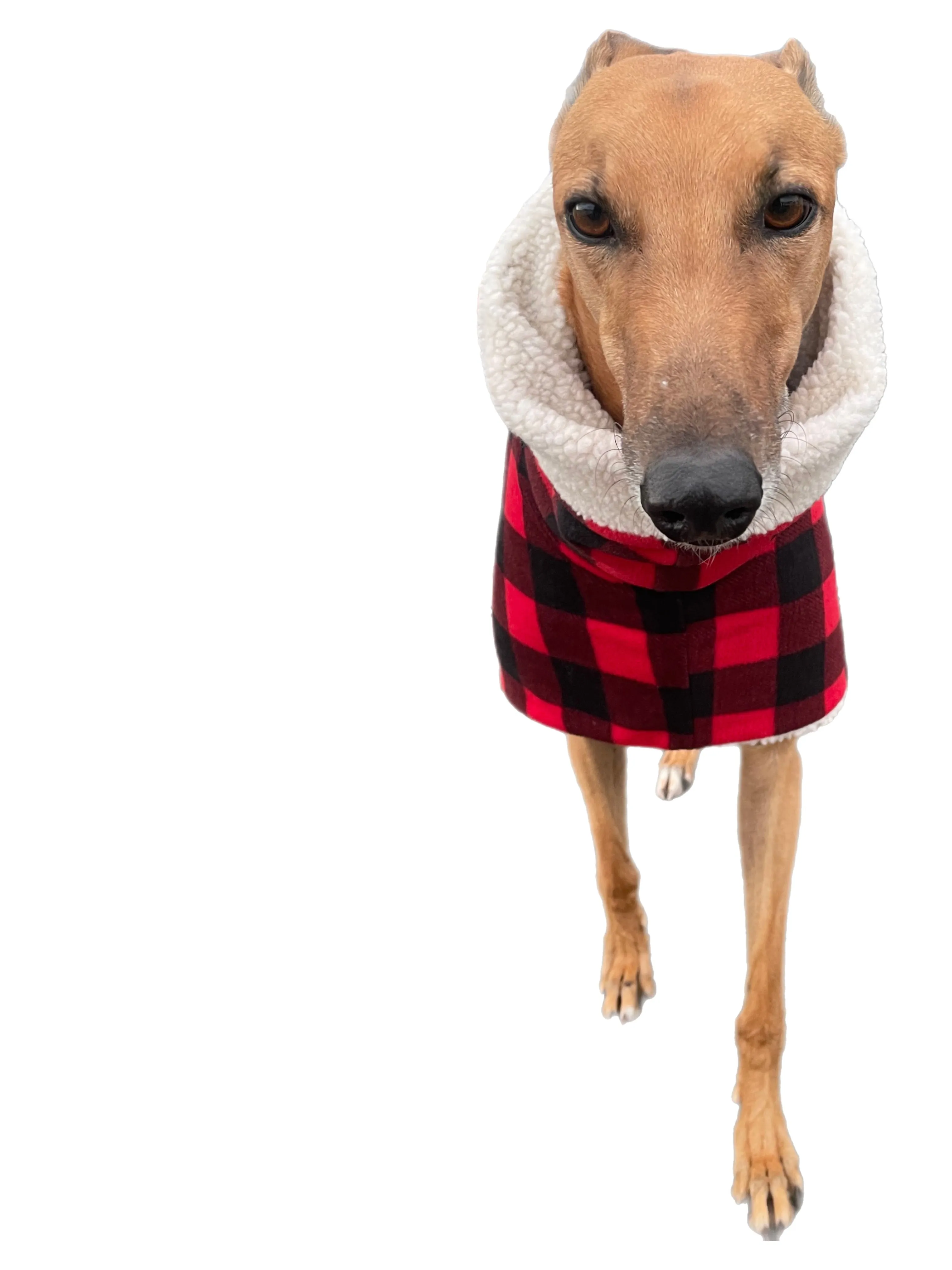 The red Lumberjack Greyhound coat in deluxe style rug red black tartan check  polar fleece washable extra wide neck